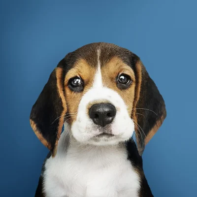 Beagle