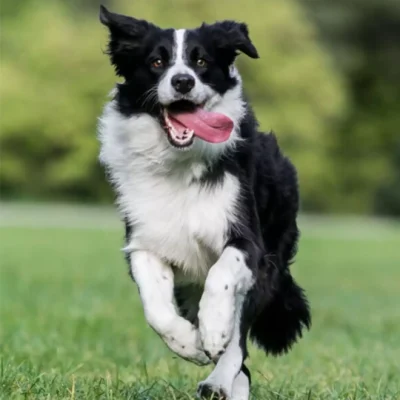 Border Collie