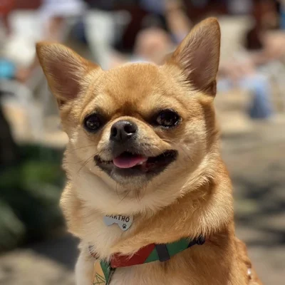 Chihuahua