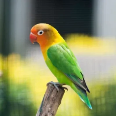 Periquito-300x267