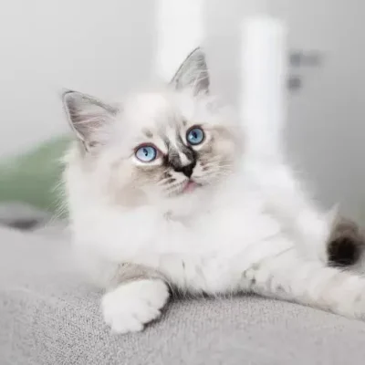 Ragdoll