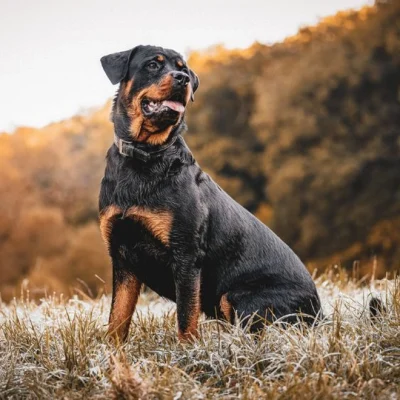Rottweiler