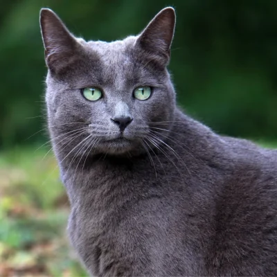 Russian Blue