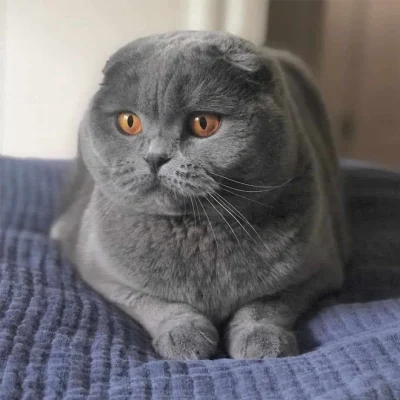 Scottish Fold