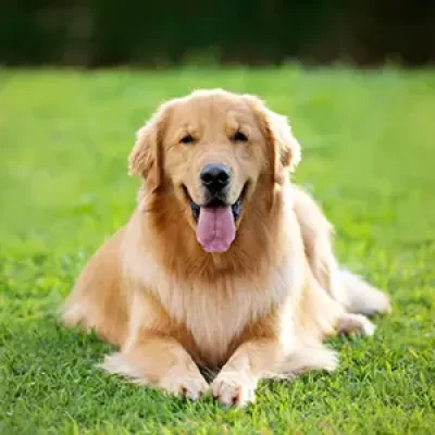golden-retriever