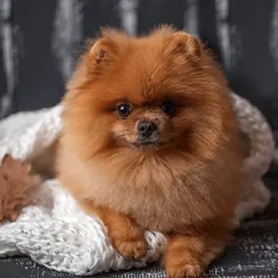 pomeranian