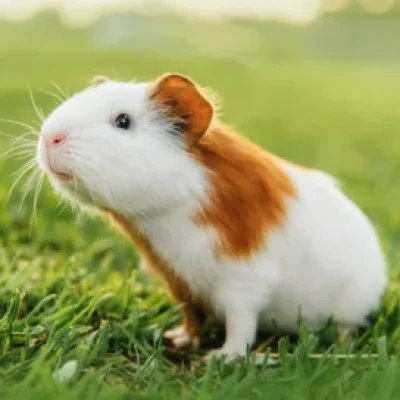 porquinho-da-india-300x272